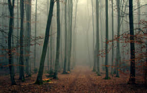 Enchanting Fall Mist Over A Tranquil Forest Wallpaper