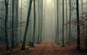 Enchanting Fall Mist Over A Tranquil Forest Wallpaper