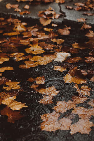 Enchanting Fall Rain In A Tranquil Forest Wallpaper