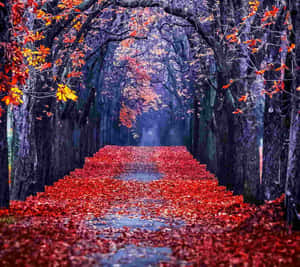 Enchanting Fall Scenery Wallpaper