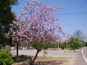 Enchanting Flower Tree Blossom Wallpaper