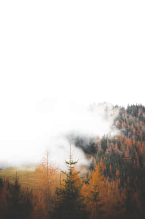 Enchanting Forest In Autumn Fog Wallpaper