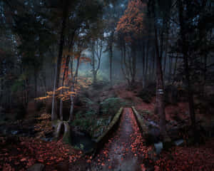 Enchanting Forest Landscape Wallpaper