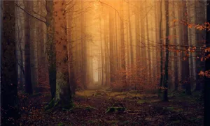 Enchanting Forest Path Wallpaper