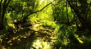 Enchanting Forest Path Wallpaper