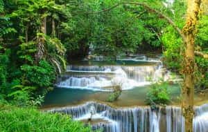 Enchanting Forest Scenery Wallpaper