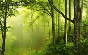 Enchanting Green Forest Wallpaper