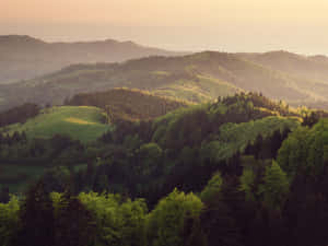 Enchanting Green Forest In Full Bloom Wallpaper