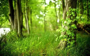 Enchanting Green Forest Path Wallpaper