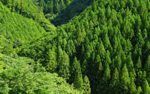 Enchanting Green Forest Pathway Wallpaper