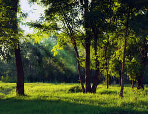 Enchanting Green Forest Pathway Wallpaper