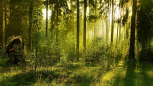 Enchanting Green Forest Pathway Wallpaper