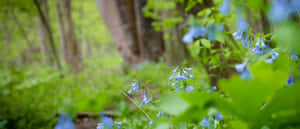 Enchanting Green Forest Pathway Wallpaper