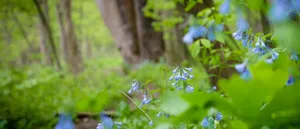 Enchanting Green Forest Pathway Wallpaper