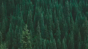 Enchanting Green Forest Pathway Wallpaper