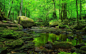 Enchanting Green Forest Pathway Wallpaper