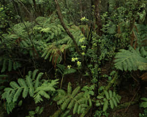 Enchanting Green Jungle Landscape Wallpaper