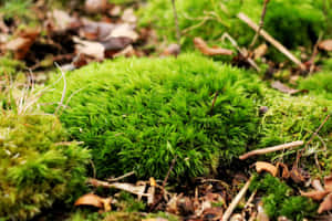 Enchanting Green Moss In A Forest Wallpaper