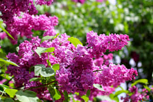 Enchanting Lilac Tree In Full Bloom Wallpaper