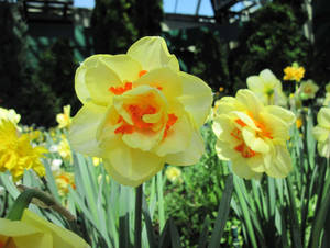 Enchanting Narcissus Flowers In Full Bloom Wallpaper