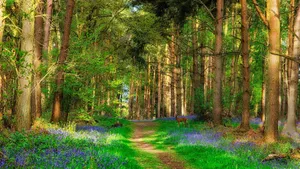 Enchanting Pathway In A Beautiful Forest Wallpaper