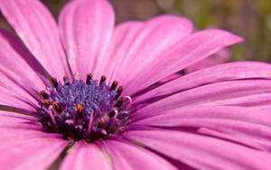 Enchanting Pink-purple Floral Bloom Wallpaper