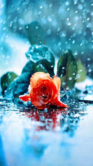 Enchanting Rose Amidst Raindrops Wallpaper