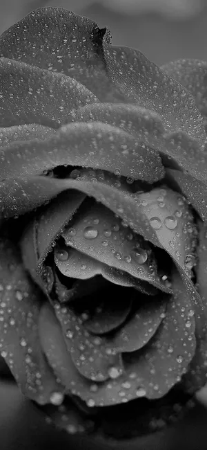 Enchanting Rose Captured In The Rain Wallpaper