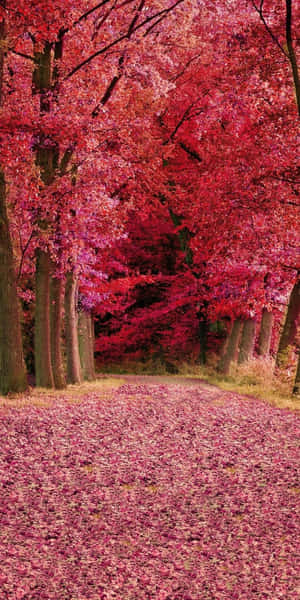 Enchanting Shades Of Pink Fall Wallpaper