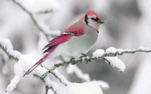 Enchanting Snow Bird Perched On A Branch Wallpaper