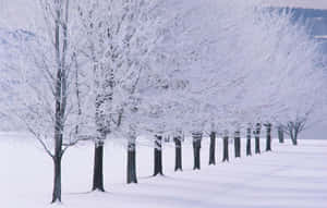 Enchanting Snow-covered Trees In A Serene Winter Forest. Wallpaper