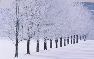 Enchanting Snow-covered Trees In A Serene Winter Forest. Wallpaper