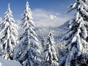 Enchanting Snow-covered Trees In A Winter Wonderland Wallpaper