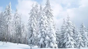 Enchanting Snow-covered Trees In A Winter Wonderland Wallpaper