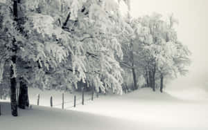 Enchanting Snowy Landscape Wallpaper