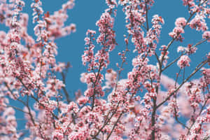 Enchanting Spring Bloom In A Garden Wallpaper