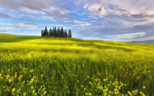 Enchanting Spring Fields Landscape Wallpaper