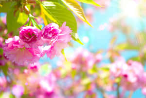 Enchanting Spring Lights Wallpaper