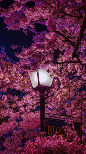 Enchanting Spring Lights Wallpaper