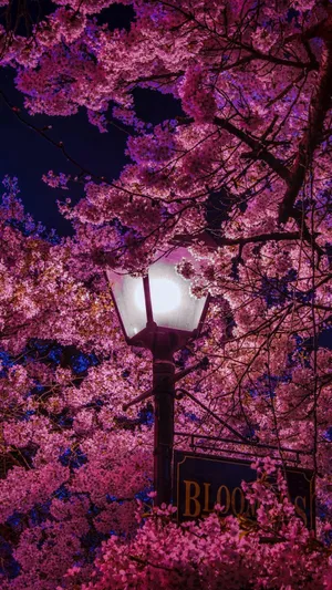 Enchanting Spring Lights Wallpaper
