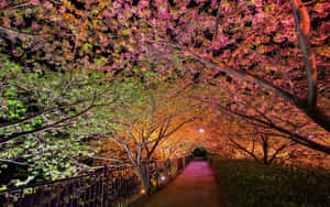 Enchanting Spring Lights At Dusk Wallpaper