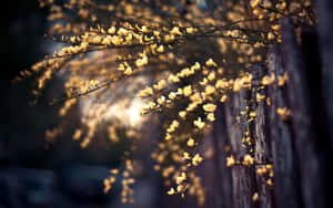 Enchanting Spring Lights At Dusk Wallpaper