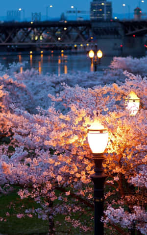 Enchanting Spring Lights Wallpaper