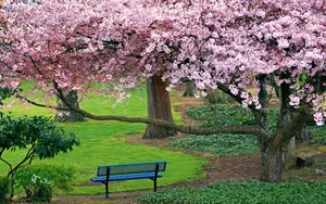Enchanting Spring Trees In Full Bloom Wallpaper