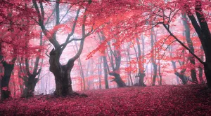 Enchanting Sunlit Forest Wallpaper