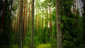 Enchanting Sunlit Forest Path Wallpaper