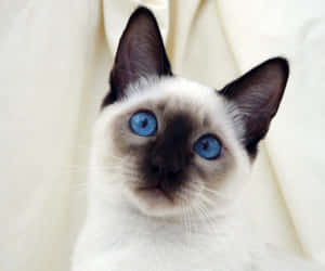 Enchanting Thai Blue Cat In A Mesmerizing Pose Wallpaper