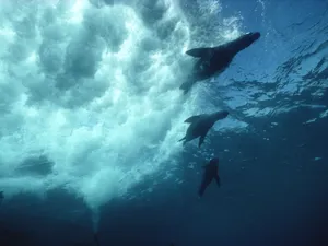 Enchanting Three Galapagos Islands Dolphins Wallpaper
