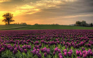 Enchanting Tulip Field In Full Bloom Wallpaper