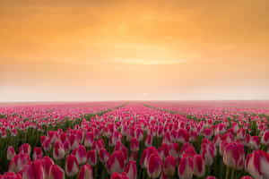 Enchanting Tulip Field In Full Bloom Wallpaper